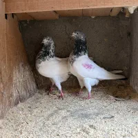 کبوتر پرشی|پرنده|رشت, بوسار|دیوار