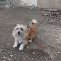 سگ پاکوتا|سگ|خوی, |دیوار