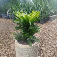 گل و گیاه|گل و گیاه طبیعی|شیراز, نصر|دیوار