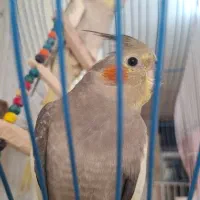 عروس هلندی|پرنده|سرپل ذهاب, |دیوار