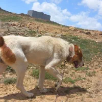 سگ.|سگ|بروجرد, |دیوار