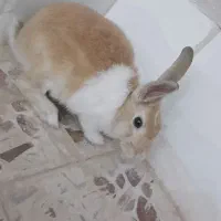 خرگوش