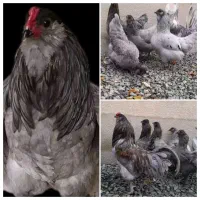 مرغ آراکانا و آراکانای طلایی و برهما