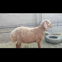 گوسفند قوچ بره نر