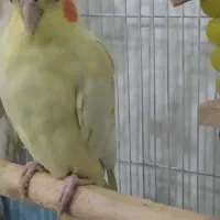 عروس هلندی لیمویی ماده