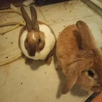 واگذاری خرگوش|موش و خرگوش|پردیس, فاز ۱۱|دیوار