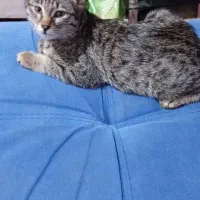 واگذاری گربع ملوس