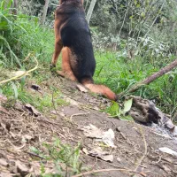 سگ ژرمن|سگ|لنگرود, |دیوار