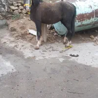 فروش کره مادین