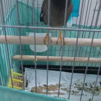 مرغ مینا|پرنده|تهران, شهرک فردوس (حسینی)|دیوار