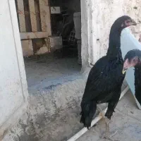 مرغ یه تیغ مشکی شامو