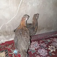 جوجه لاری افغانی|تلویزیون و پروژکتور|خاش, |دیوار