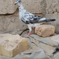 ماده سوسکی