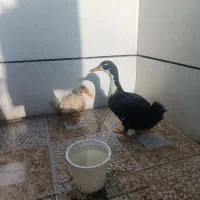 دوتااردک