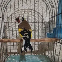 جوجه سهره نر