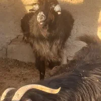 بز سرمایه جوان ومیش سرمایه جوان|حیوانات مزرعه|مرودشت, ده بید|دیوار