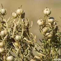 اسپند دیمی|خوردنی و آشامیدنی|اصفهان, کوجان|دیوار