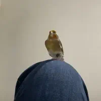 سهره قناری گمشده
