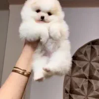 پامر خرسی فول کیفیت