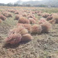 گسکه شاری|گل و گیاه طبیعی|مریوان, |دیوار