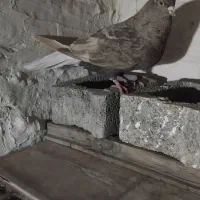 کفتر دم سفید ماده|پرنده|شهریار, شهرک بهاران (ویره)|دیوار