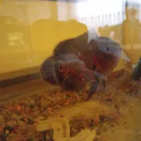 ماهی اسکار 12 سانتی