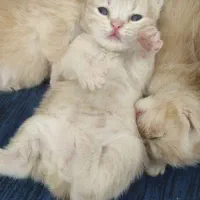 گربه