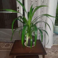 گل پاندانوس