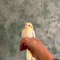 عروس هلندی رام و مهربون،مناسب خانواده باقیمت‌مناسب