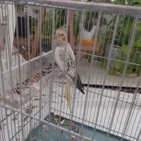 عروس هلندی شیطون بلا|پرنده|شیراز, شهرک پرواز|دیوار