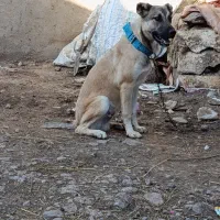 معاوضه توله 6ماهه|سگ|سرعین, |دیوار