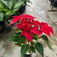 زاموفیلیااگلونماشامادورا ارکیده سانسوریا بنجامین|گل و گیاه طبیعی|تهران, شهرک علم و فناوری|دیوار