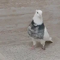 نرطوقی عتیقه