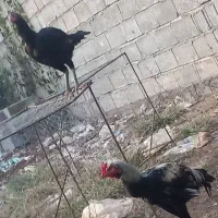 لاری|حیوانات مزرعه|لشت نشا, |دیوار