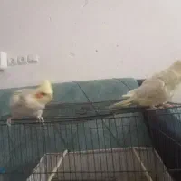 فروش دو عدد عروس هلندی به همراه قفس