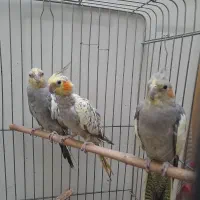 عروس هلندی