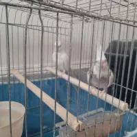 یک جفت عروس نر و ماده|پرنده|قم, شهرک امام حسن|دیوار