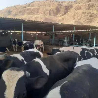 گوساله