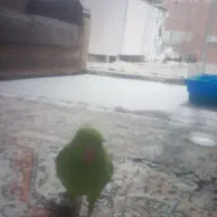 گمشده طوطی ملنگو