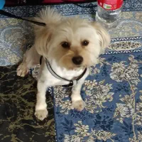 سگ خوشگل مهربون و حرف گوش کن