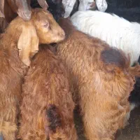 فروش بزغاله نر