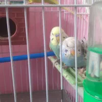 قناری|پرنده|سبزوار, رضوی|دیوار
