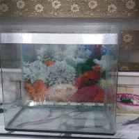 آکواریوم  وماهی
