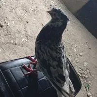 یه نر اشعال سرور