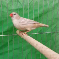 فنج|پرنده|اصفهان, گرکان|دیوار