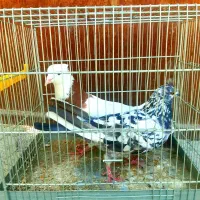 کبوتر|پرنده|کوزران, |دیوار