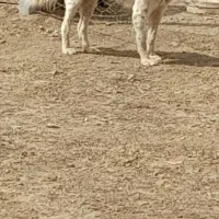 سگ قدر جونی نگهبان