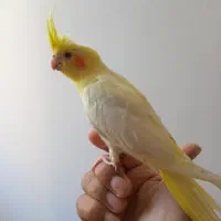 عروس هلندی معاوضه با سگ پاپی