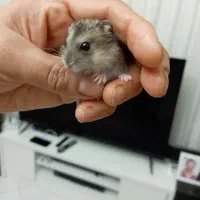 همستر مینیاتوری دونه ای صد تومن|موش و خرگوش|کرج, کرج نو|دیوار