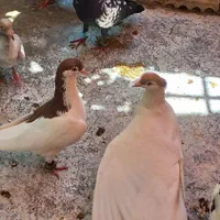 ۱جفت ساده خال|پرنده|گنبد کاووس, |دیوار